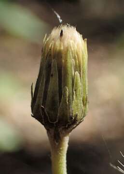 Image of New England hawkweed