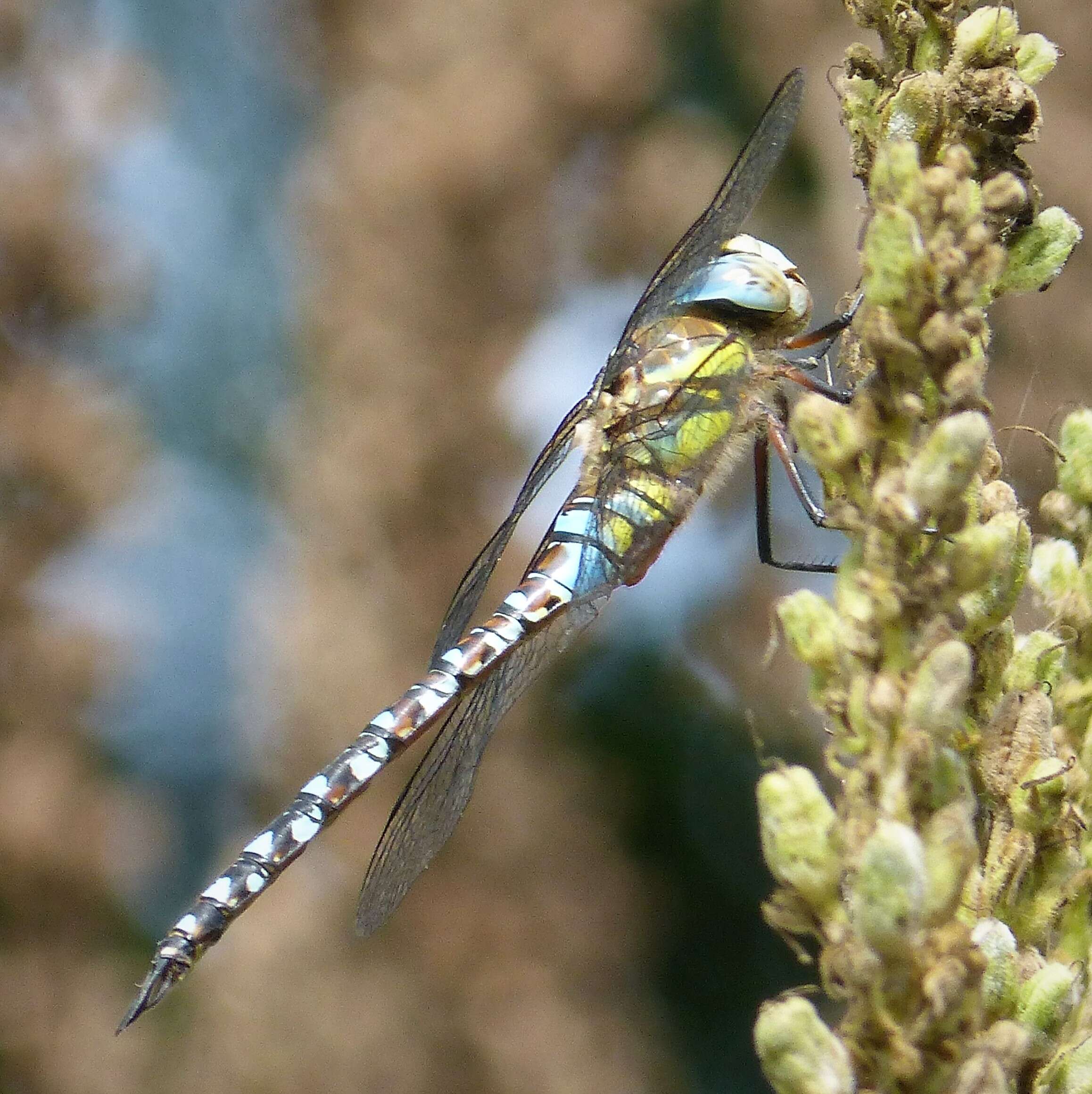 Image of Migrant Hawker