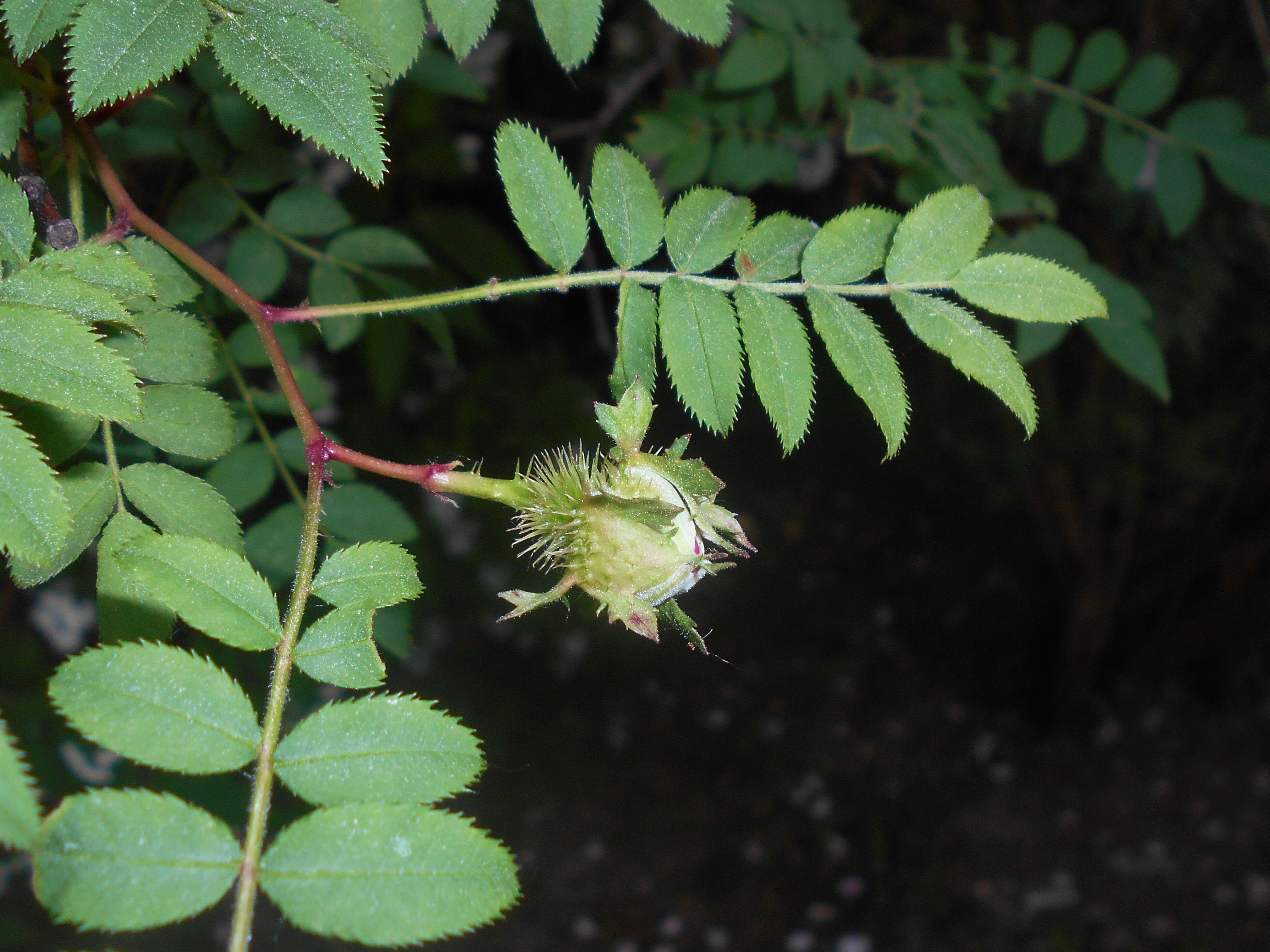 Image of chestnut rose