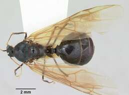 Pheidole rhea Wheeler 1908 resmi