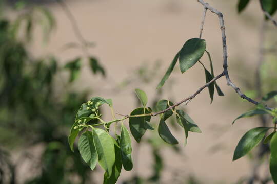 Image of Sandalwood