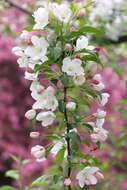 Image of Chinese crab apple