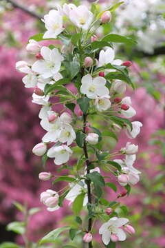 Image of Chinese crab apple