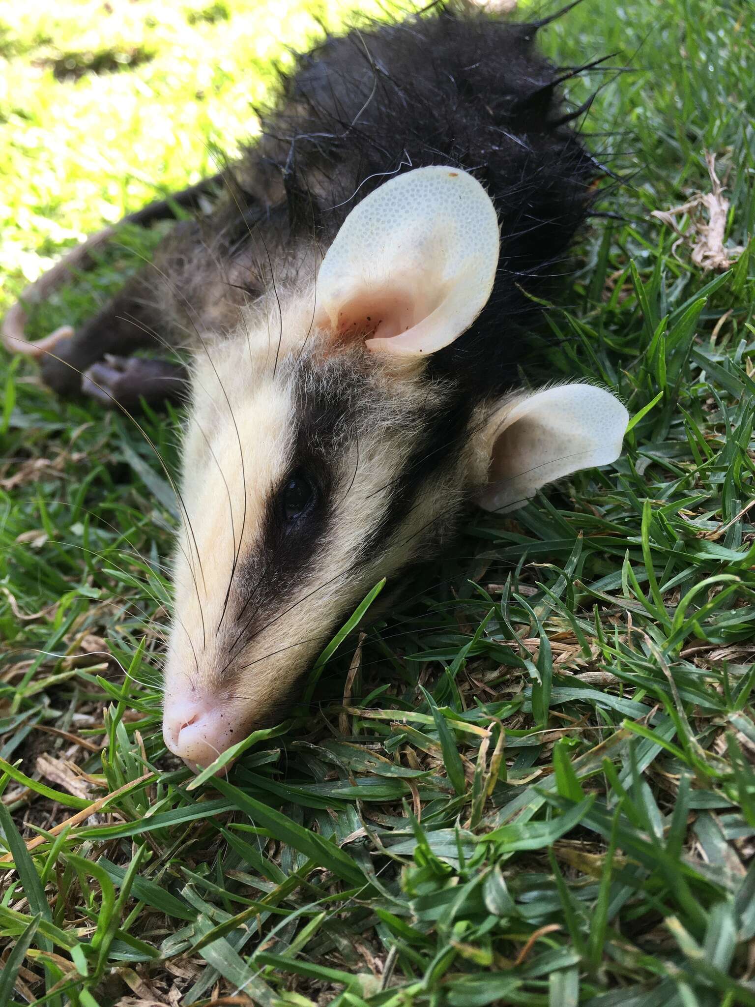 Sivun Didelphis pernigra J. A. Allen 1900 kuva