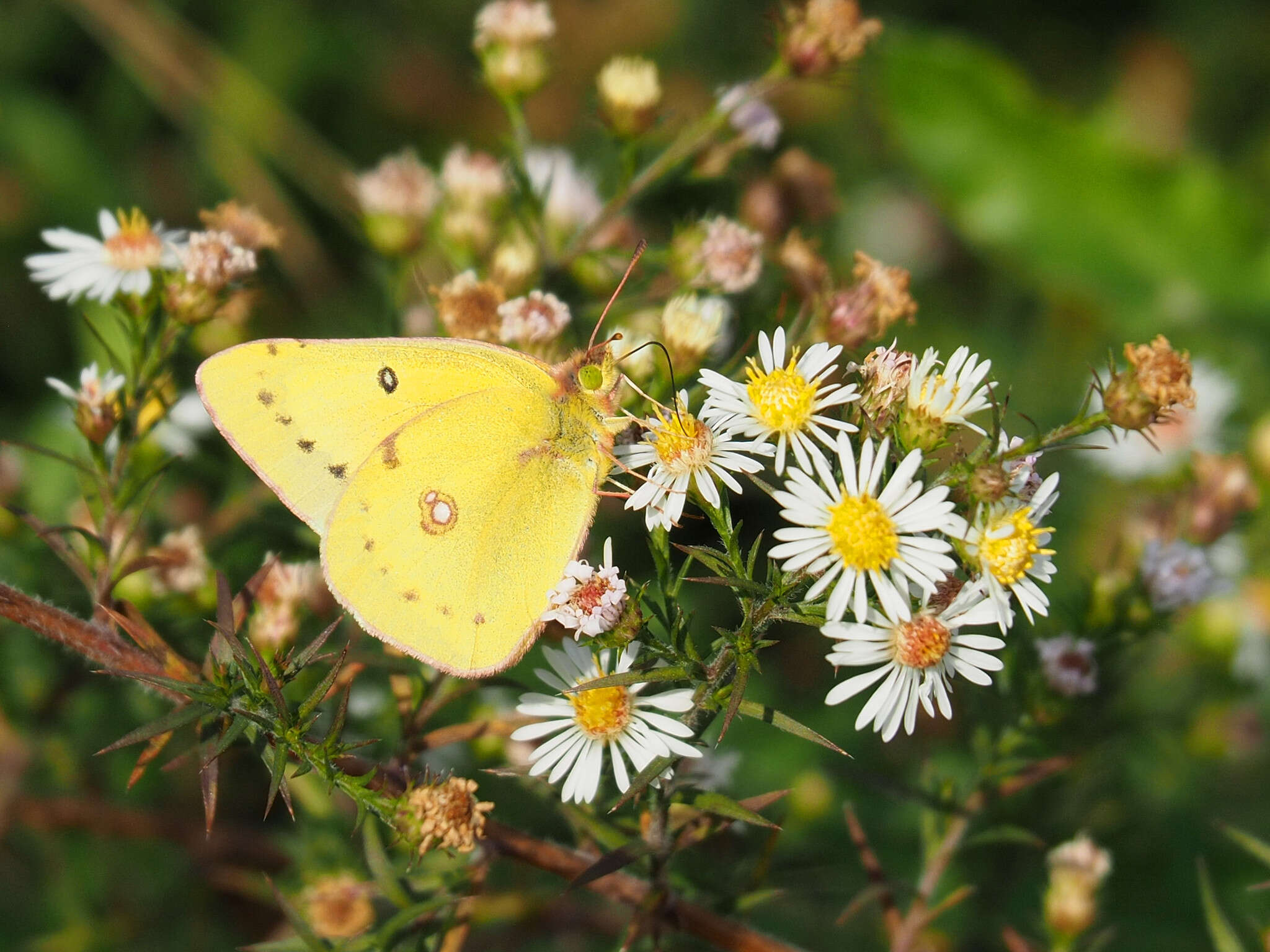 Image of Orange Sulphur