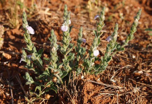 Image of Justicia adscendens R. Br.