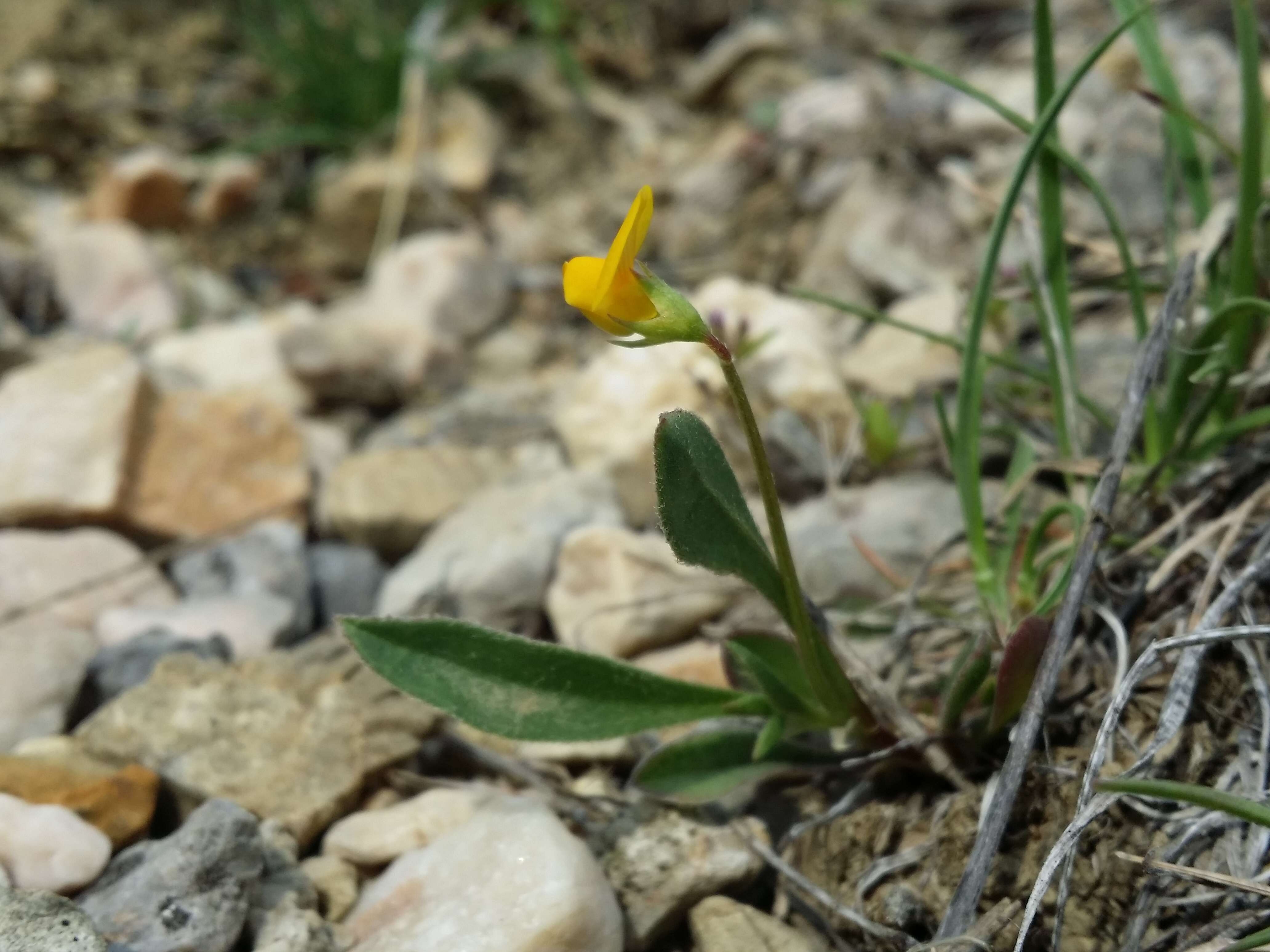 Plancia ëd Scorpiurus muricatus L.