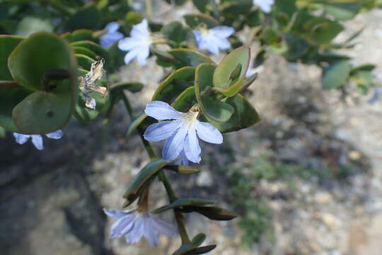 Imagem de Scaevola brookeana F. Müll.