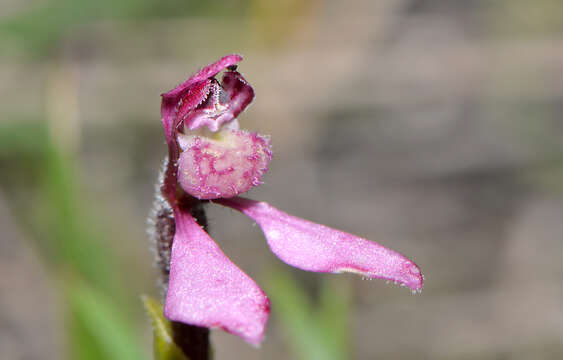 Image of Slender bunny orchid