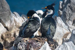 Image of Kerguelen Shag