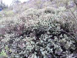 Image of Protea sulphurea Phillips