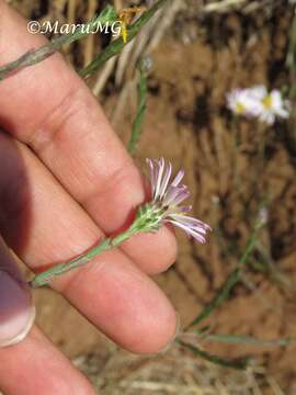 Image of Symphyotrichum moranense (Kunth) G. L. Nesom