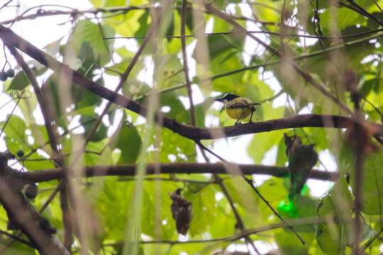 Image of Black-headed Tody-Flycatcher