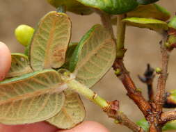 Image of Lehua Papa