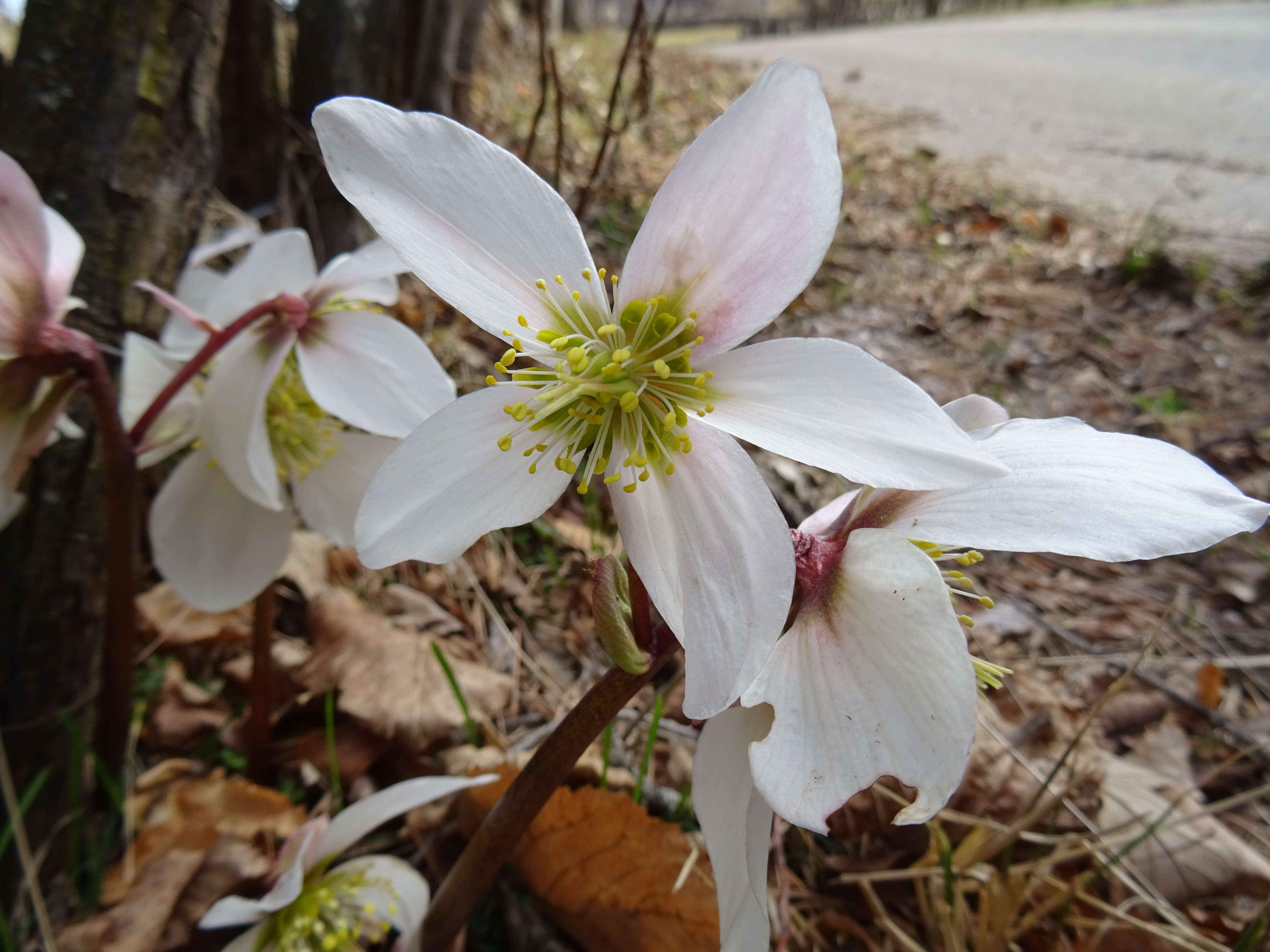 Image of black hellebore