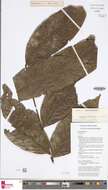 Image of Harpullia cauliflora K. Schum. & Lauterb.