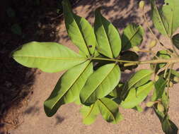 Image of Aglaia elaeagnoidea