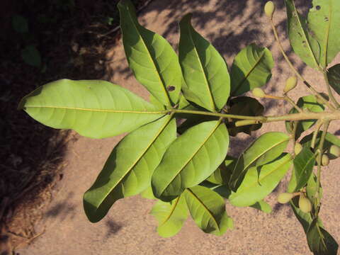 Aglaia elaeagnoidea resmi