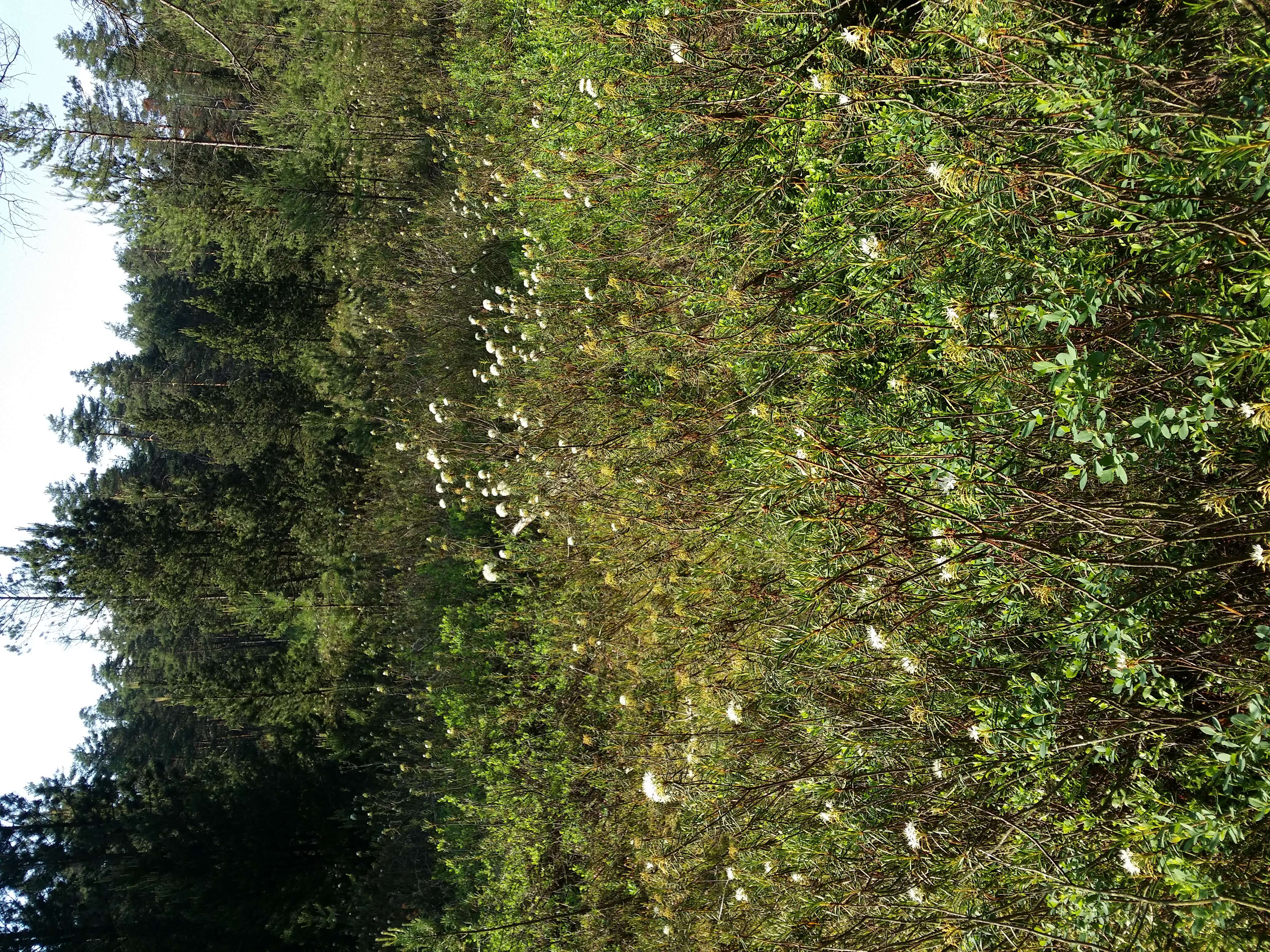 Imagem de Rhododendron tomentosum (Stokes) Harmaja