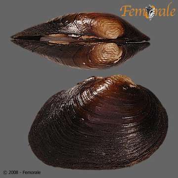 Image of Fusconaia