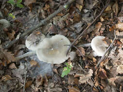 Image of Clitocybe nebularis (Batsch) P. Kumm. 1871