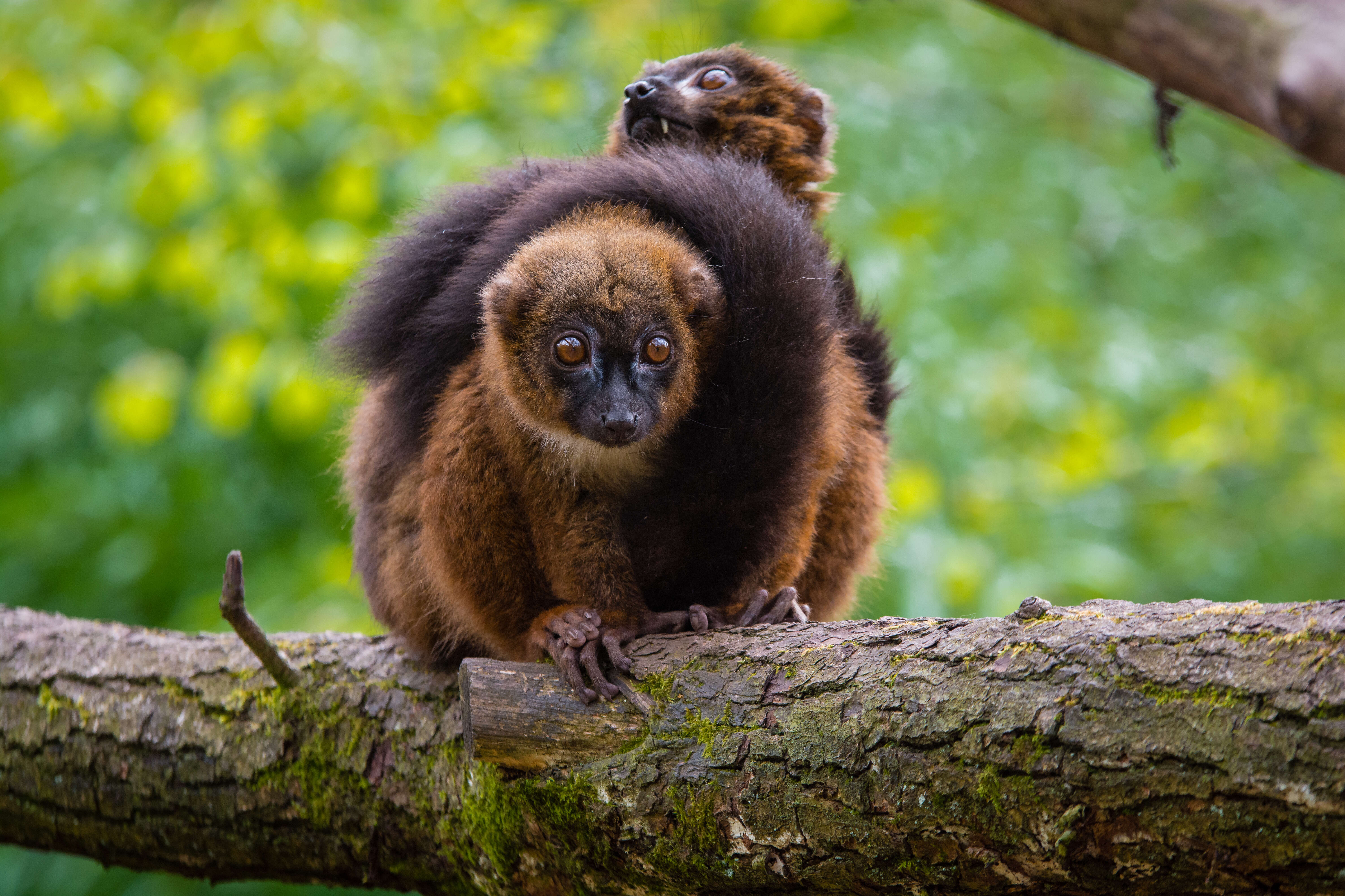 Image of Red-bellied Lemur