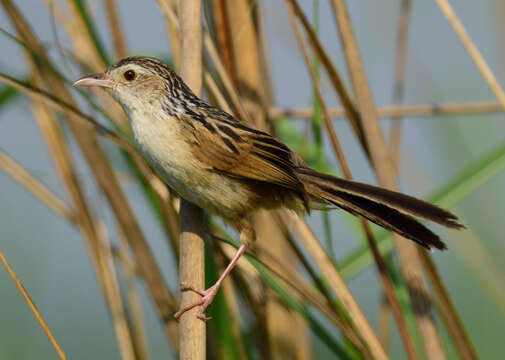 Graminicola Jerdon 1863的圖片