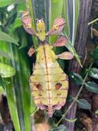 Image of Leaf insects