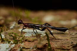 Image of <i>Megischus bicolor</i>