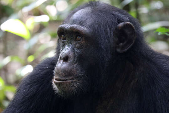 Image of Eastern Chimpanzee