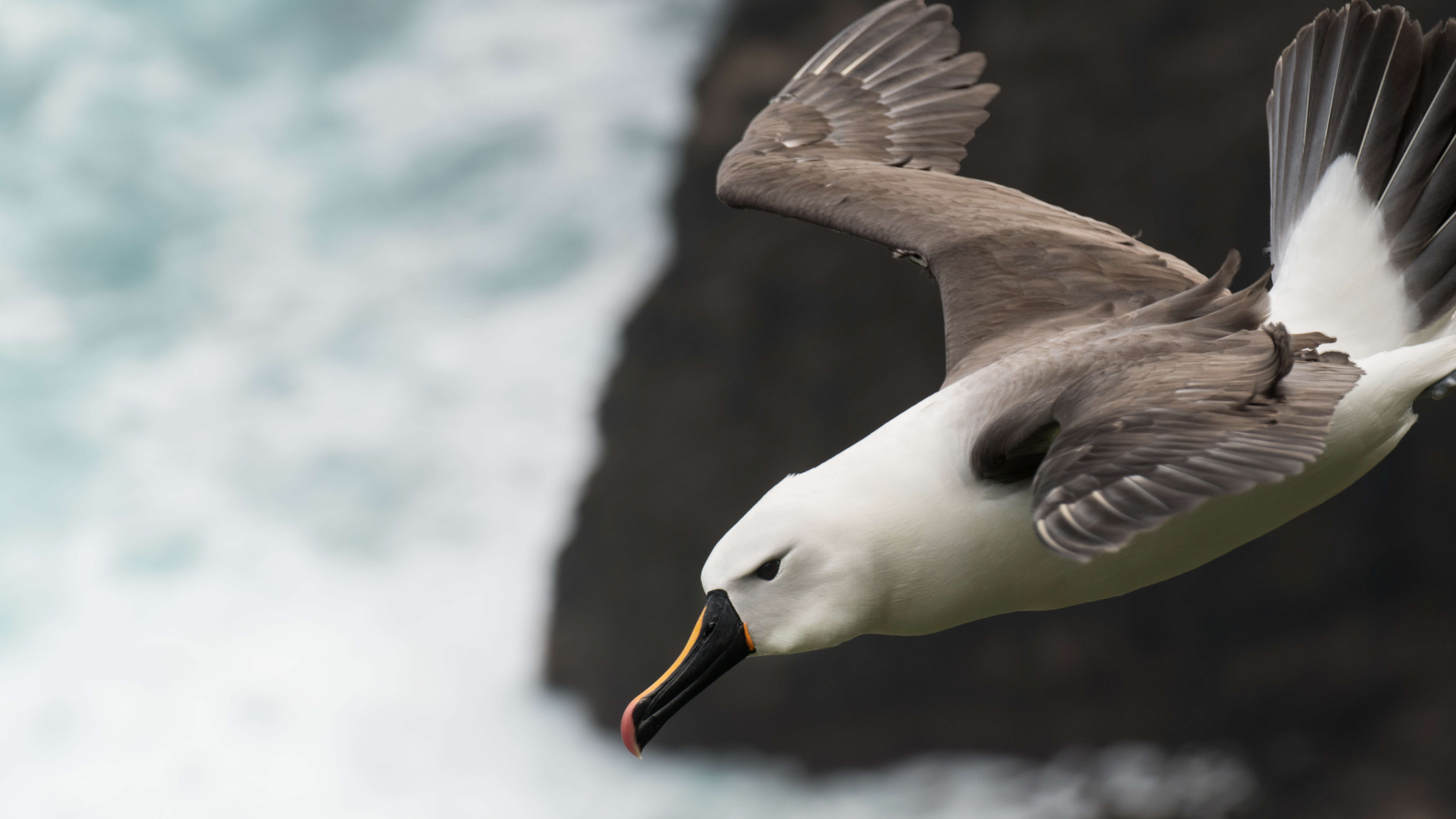 Image of Indian Yellow-nosed Albatross