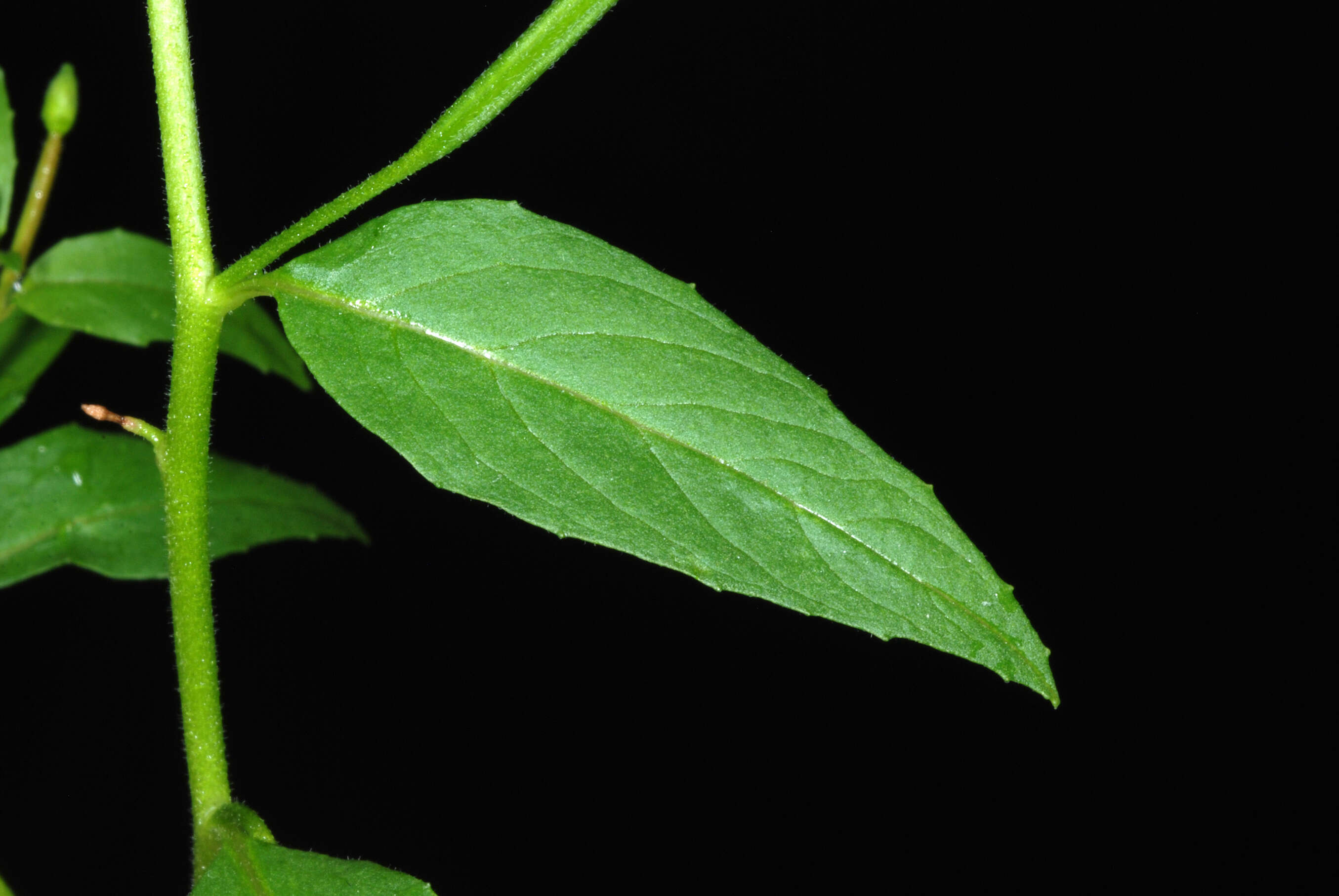 Image of american willowherb