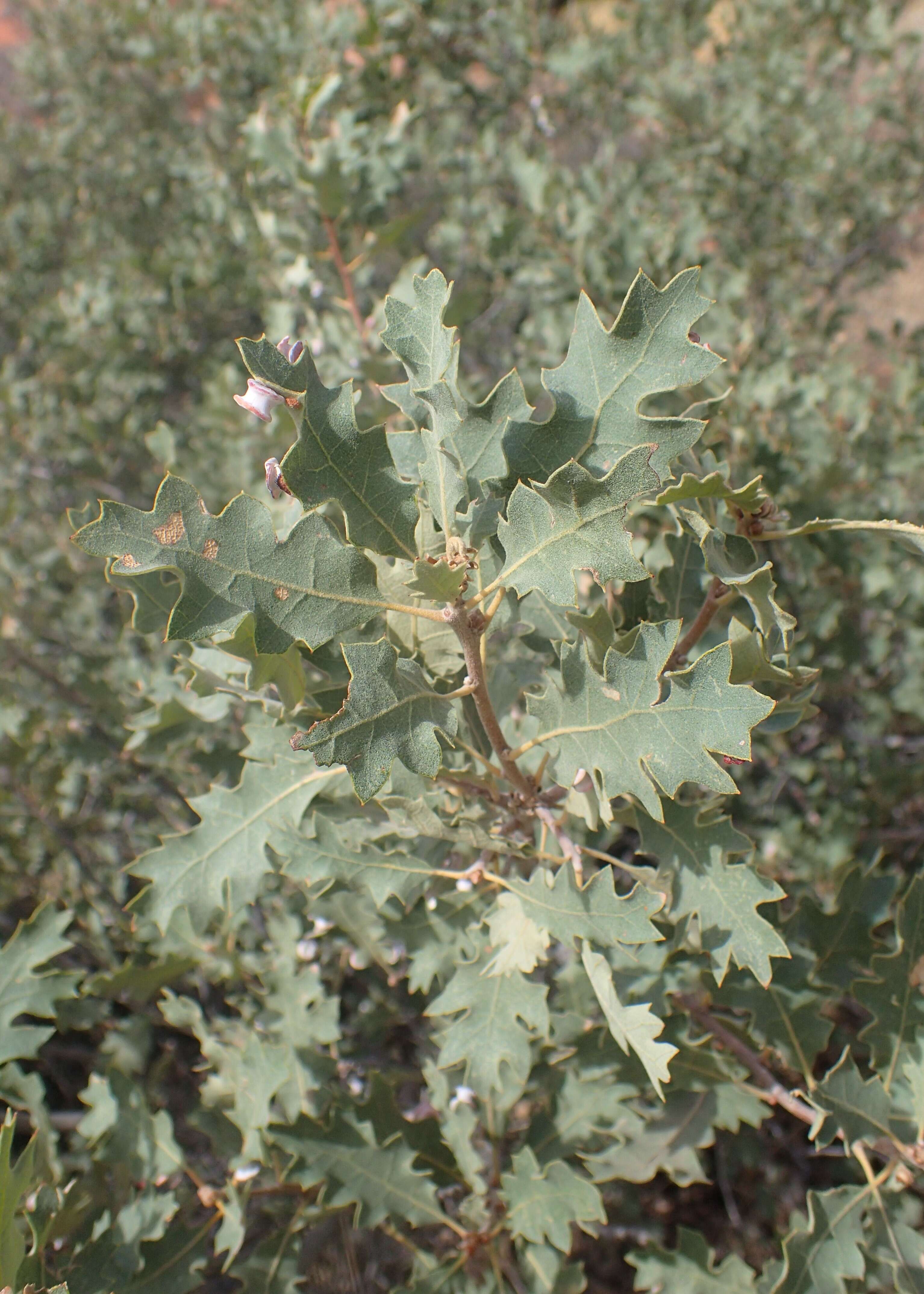 Image of Havard oak