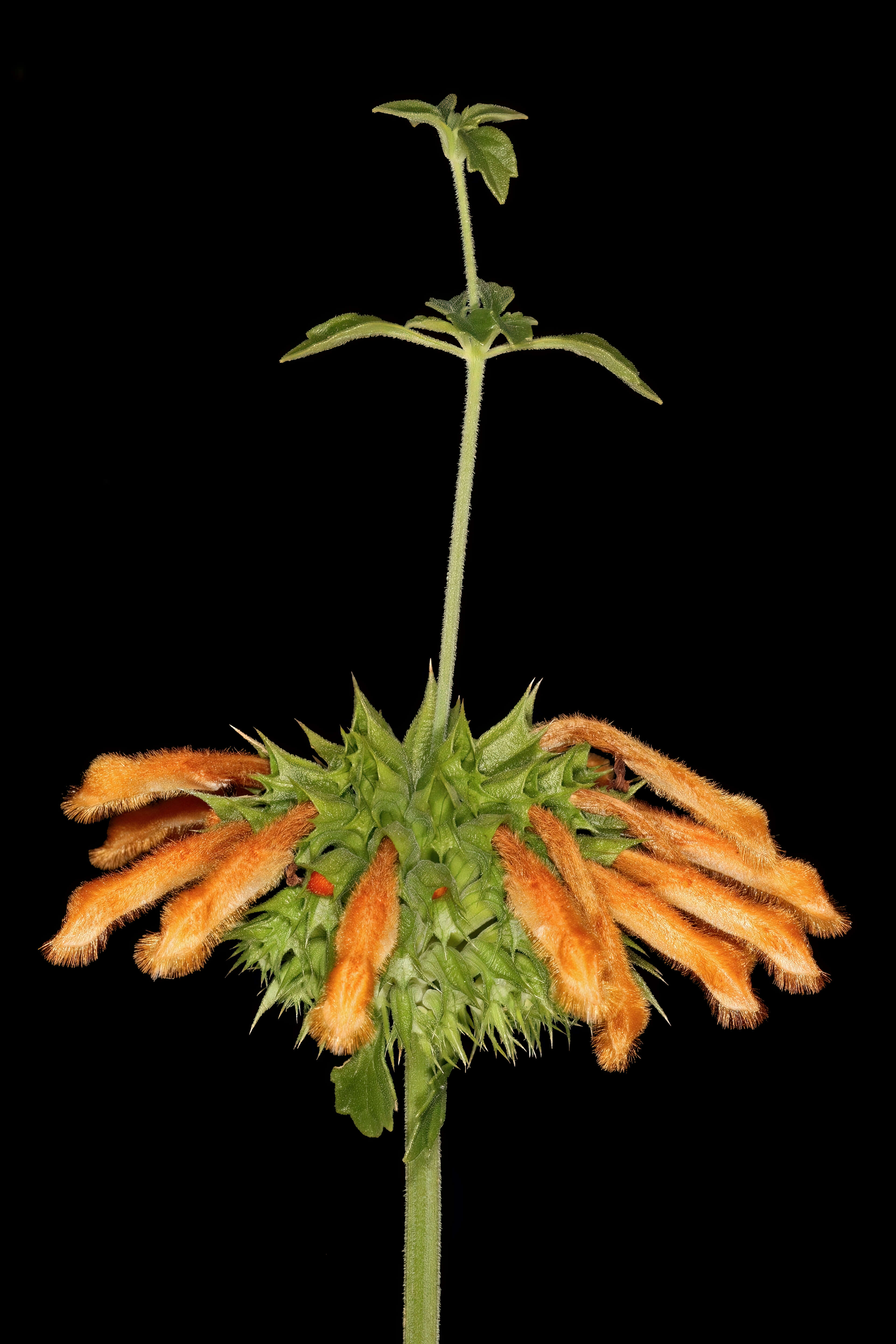 Image of Broadleaf leonotis