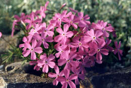 Image of Siberian phlox