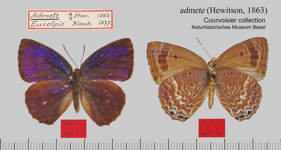 Image de Arhopala admete (Hewitson (1863))