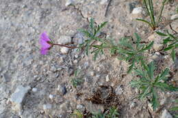 Image of Tuberous Cranesbill