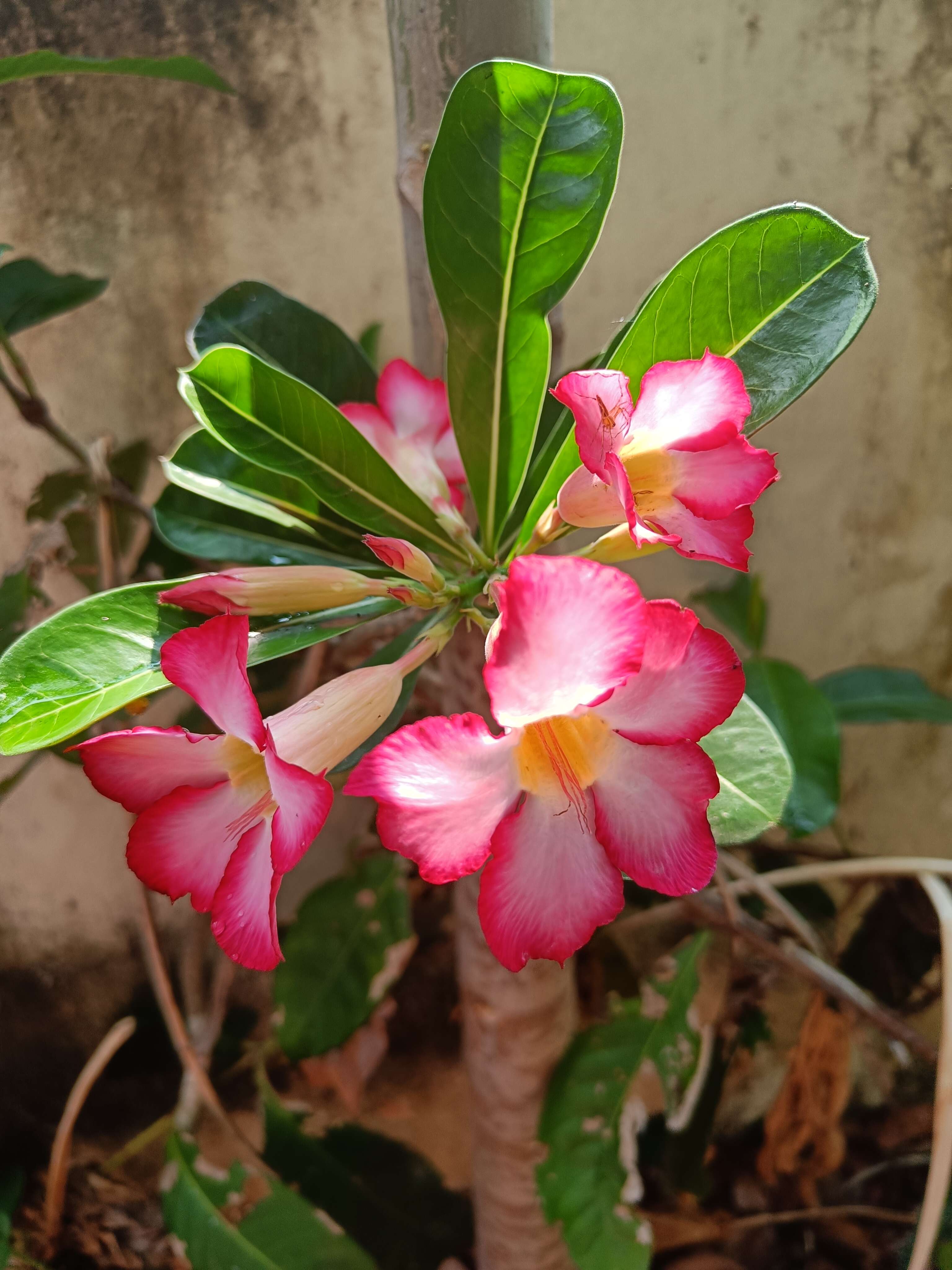 Image of Desert Rose