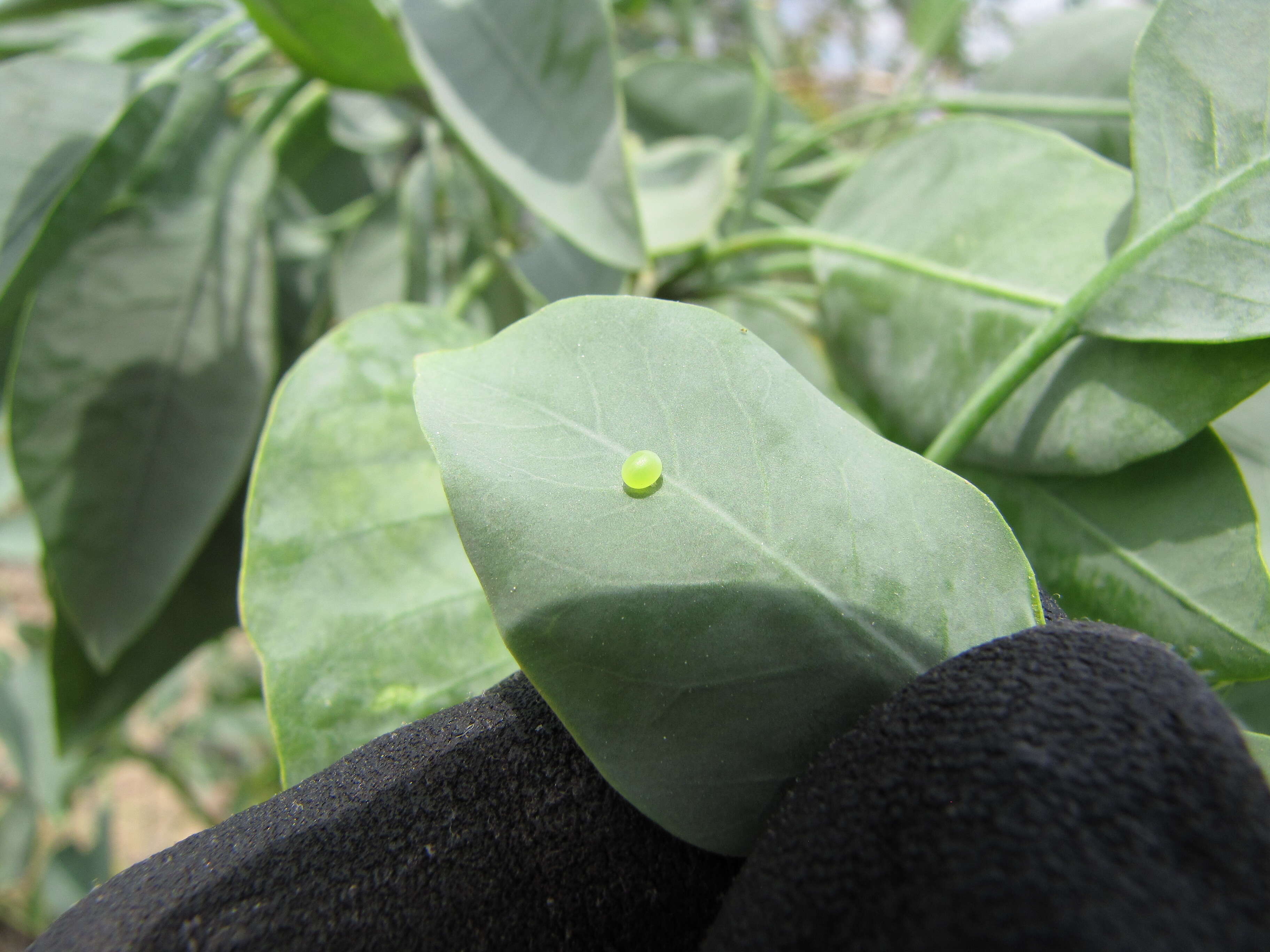 Image of tree tobacco