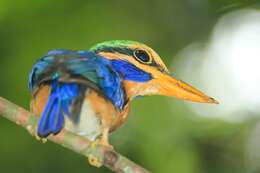 Image of Rufous collared kingfisher