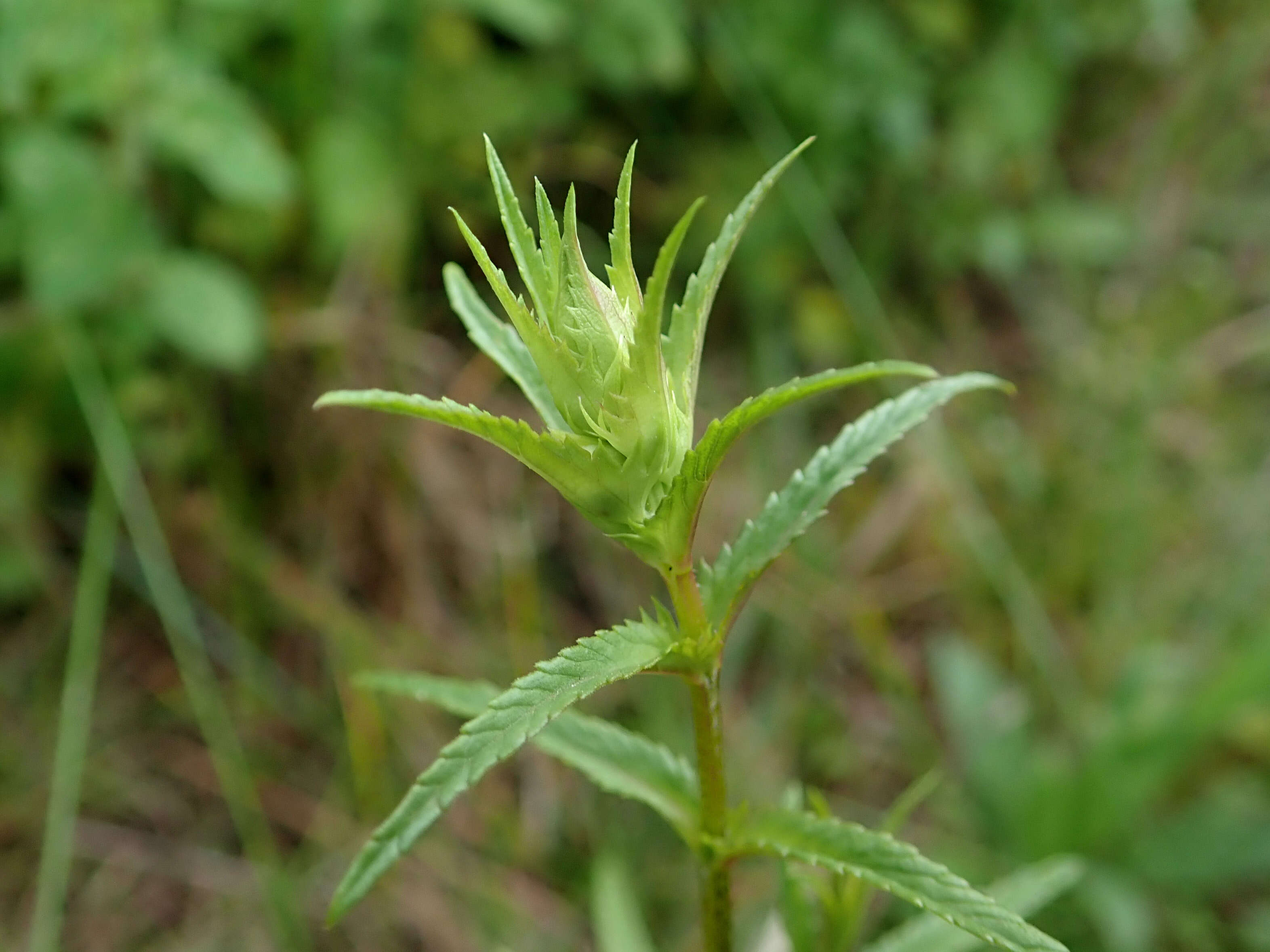 Image of late-flowering yellow rattle