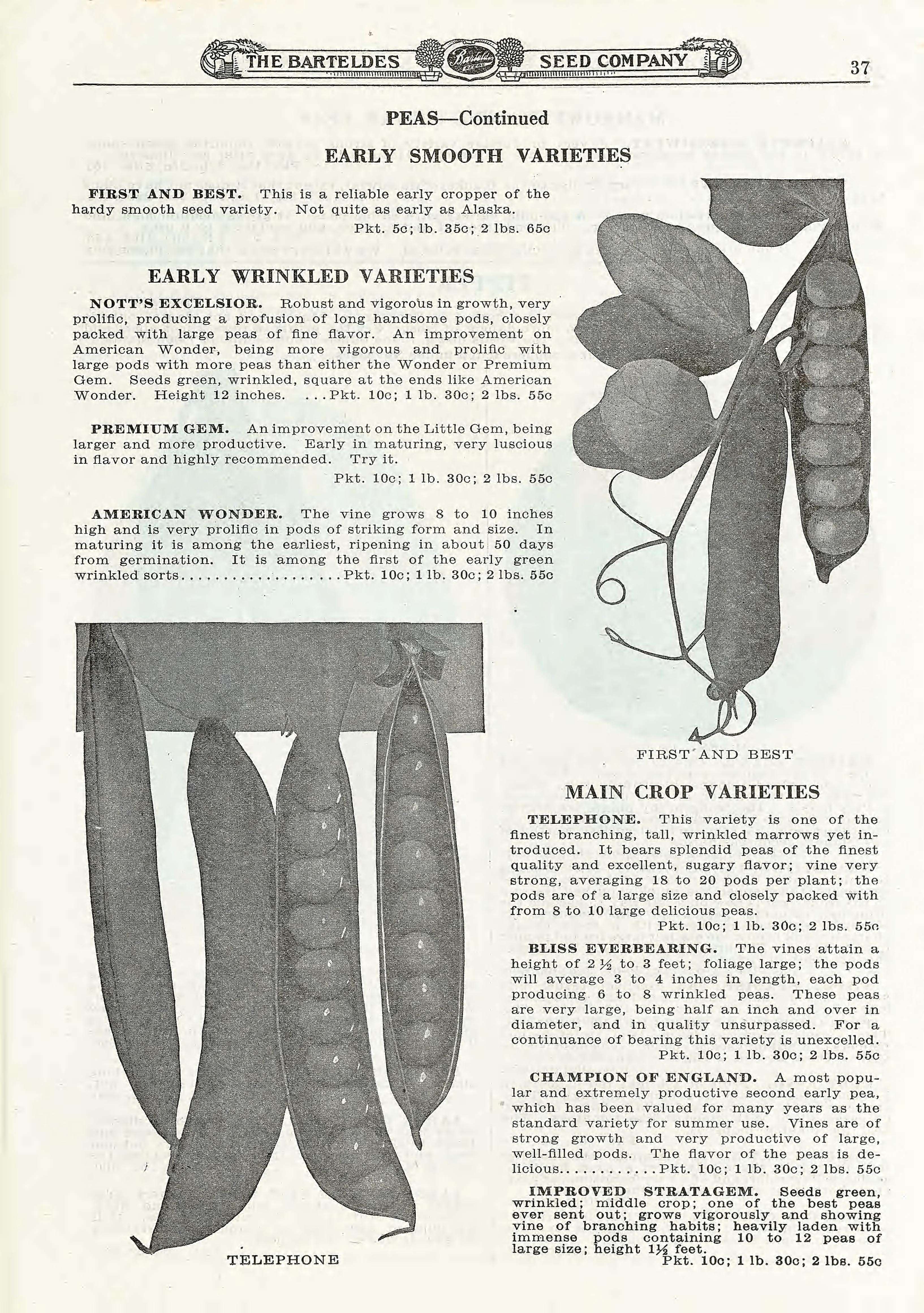 Imagem de Pisum sativum var. macrocarpum