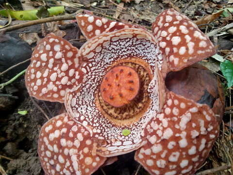 Image of Rafflesia