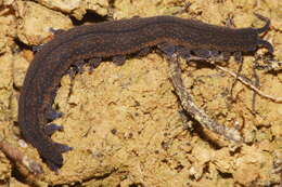 Image of Peripatoides novaezealandiae