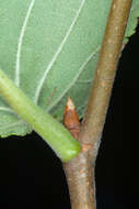 Image of cork elm