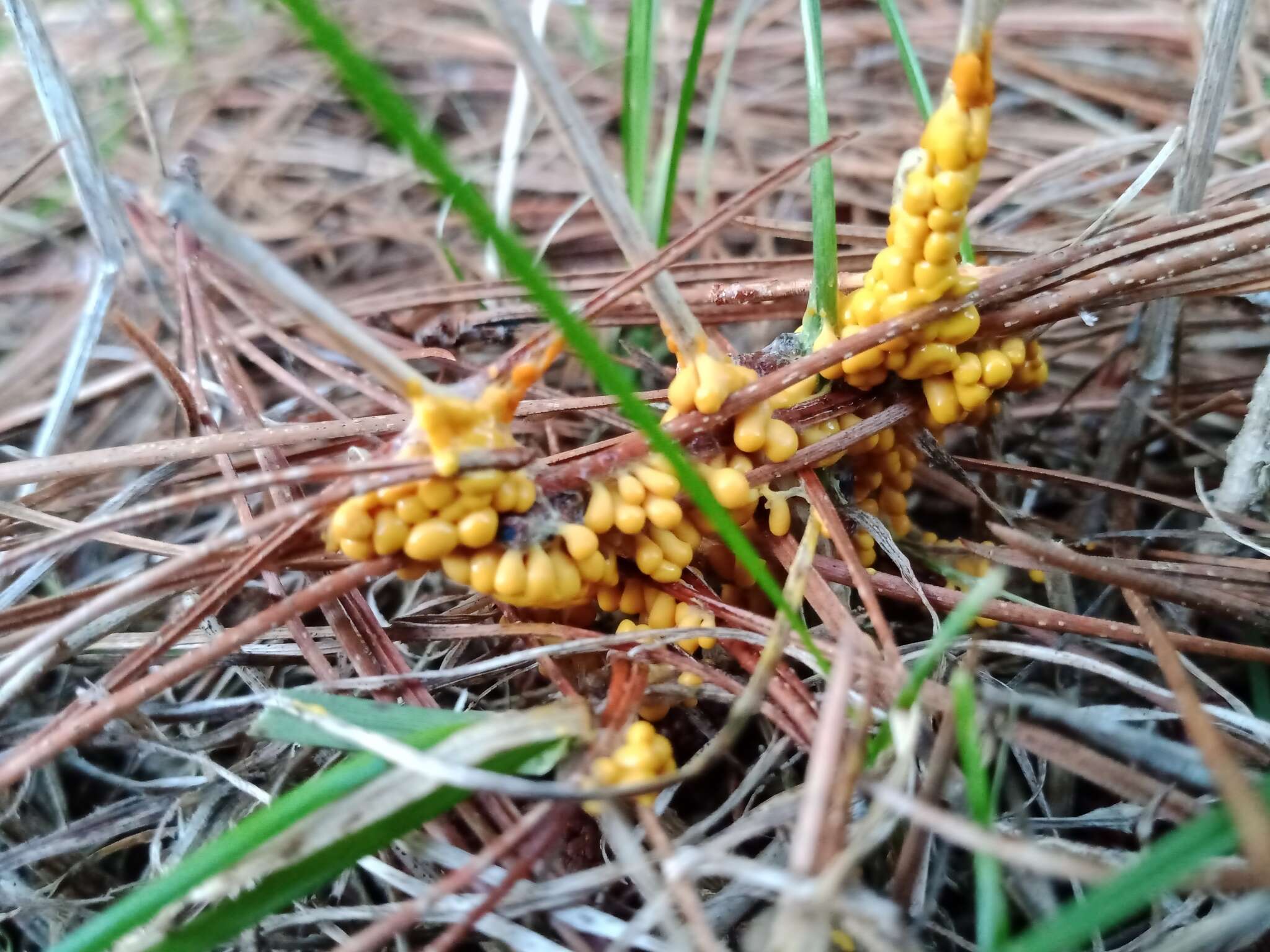 Image of Egg-shell Slime Mould