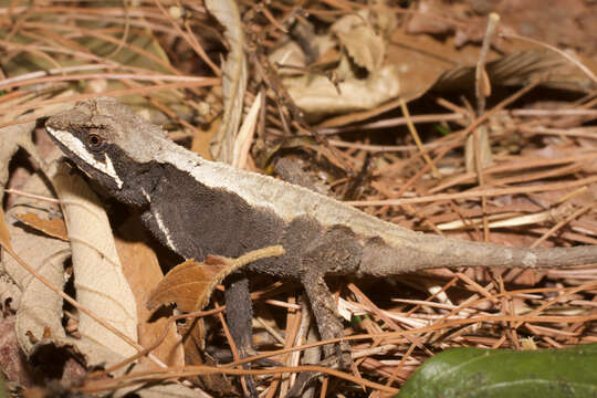 Image of Ota's mountain lizard