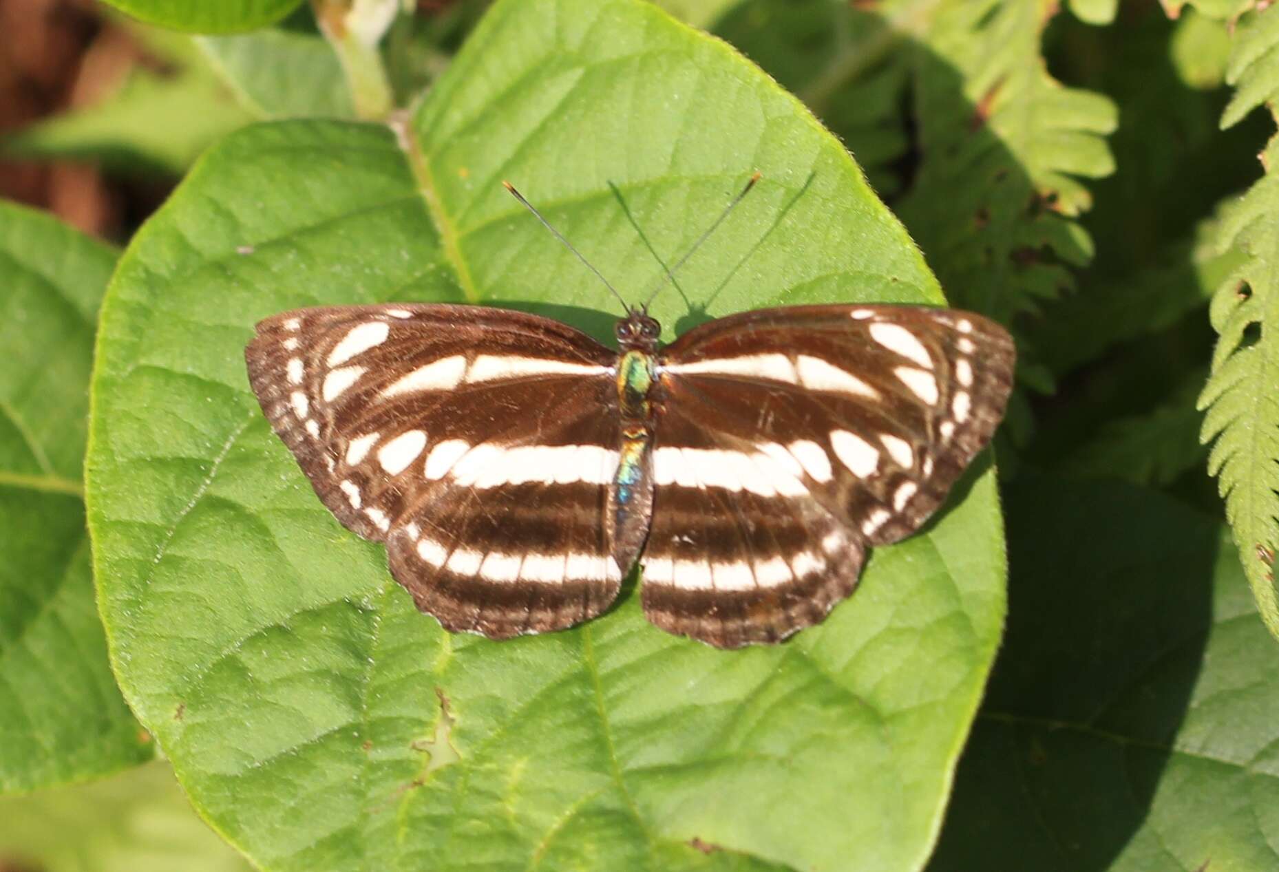 Image of Neptis clinia Moore 1872