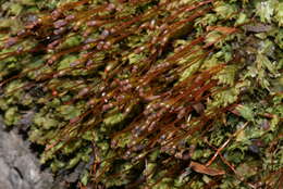 Image of fissidens moss