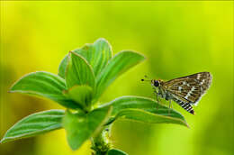 Image of Grey-veined Grass Dart